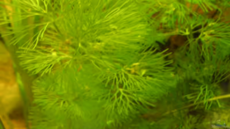 Besatz im Aquarium Becken 3460 von Michael Müller (4)