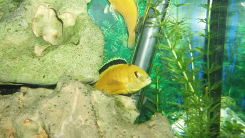 Besatz im Aquarium Becken 3464 von Michael Messenlehner (15)