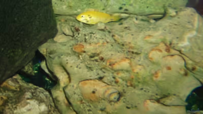 Besatz im Aquarium Becken 3464 von Michael Messenlehner (17)