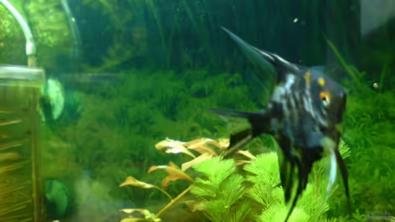 Besatz im Aquarium Becken 3466 von Joachim Stoner (17)