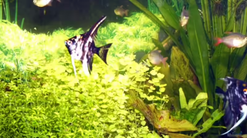 Besatz im Aquarium Becken 3466 von Joachim Stoner (20)