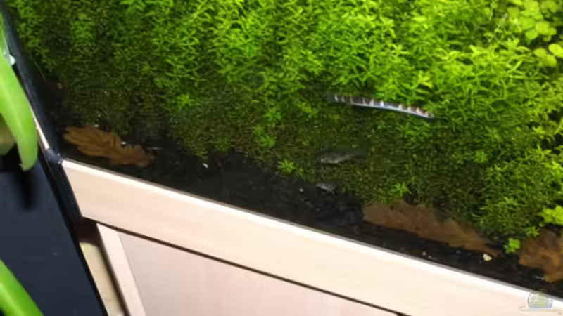 Besatz im Aquarium Becken 3466 von Joachim Stoner (22)