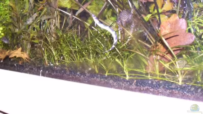 Besatz im Aquarium Becken 3466 von Joachim Stoner (23)