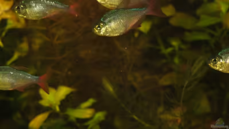 Besatz im Aquarium Becken 3466 von Joachim Stoner (25)