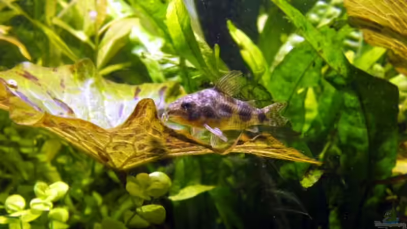 Besatz im Aquarium Becken 3466 von Joachim Stoner (26)