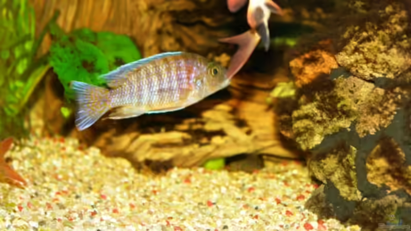 Besatz im Aquarium Becken 3472 von s.hofer (6)