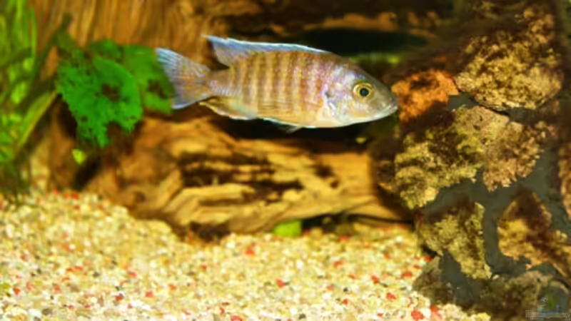 Besatz im Aquarium Becken 3472 von s.hofer (7)