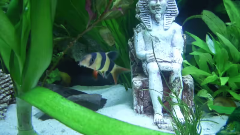 Besatz im Aquarium Becken 3479 von Carsten Meyborg (10)