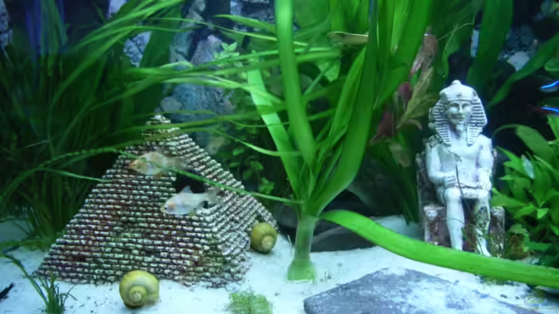 Besatz im Aquarium Becken 3479 von Carsten Meyborg (9)