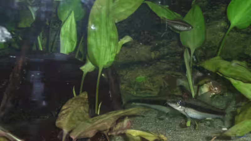 Besatz im Aquarium Becken 3483 von Sören Gebhardt (17)