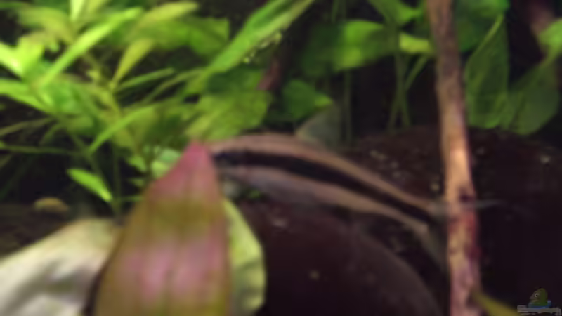 Besatz im Aquarium Becken 3483 von Sören Gebhardt (18)