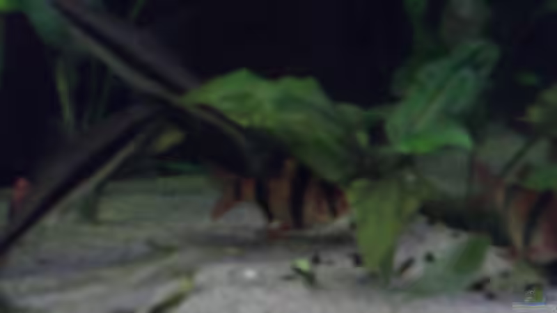 Besatz im Aquarium Becken 3483 von Sören Gebhardt (19)