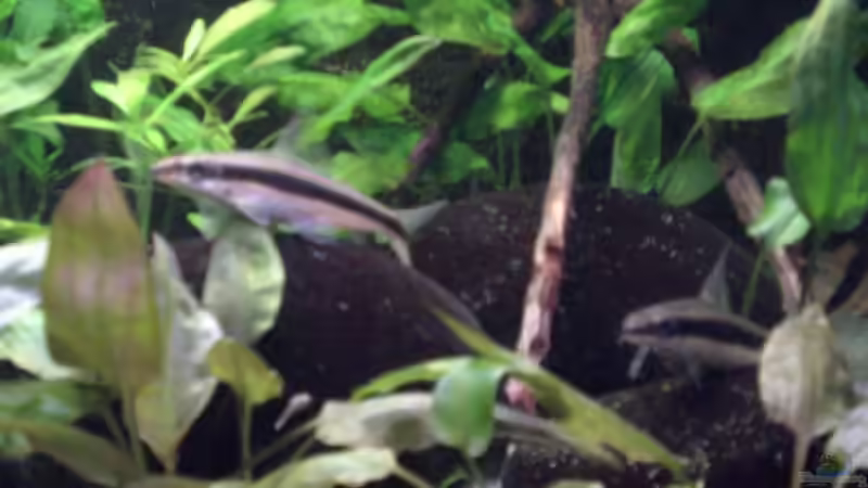 Besatz im Aquarium Becken 3483 von Sören Gebhardt (20)