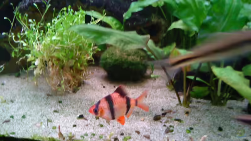 Besatz im Aquarium Becken 3483 von Sören Gebhardt (21)