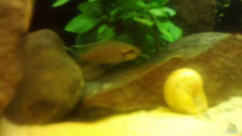 Besatz im Aquarium Becken 3495 von Tobias Peters (18)