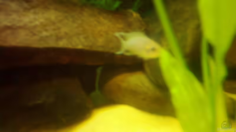 Besatz im Aquarium Becken 3495 von Tobias Peters (19)