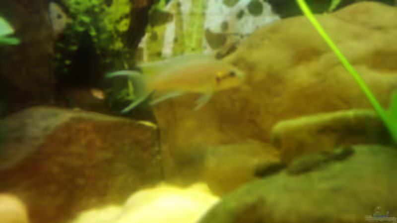 Besatz im Aquarium Becken 3495 von Tobias Peters (20)