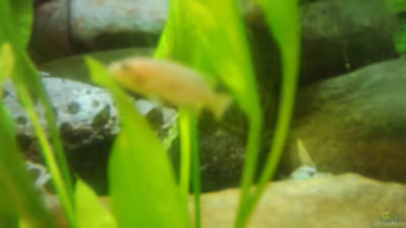 Besatz im Aquarium Becken 3495 von Tobias Peters (22)