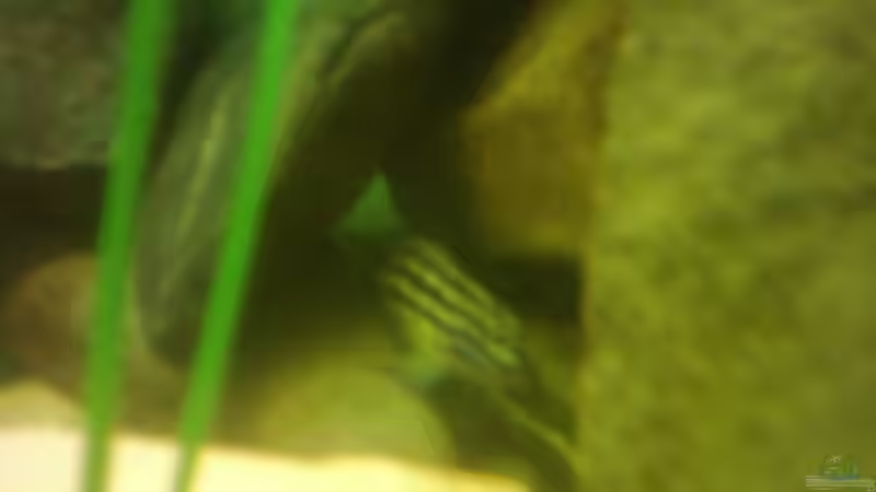 Besatz im Aquarium Becken 3495 von Tobias Peters (24)