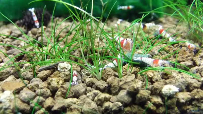 Besatz im Aquarium Becken 3497 von Dirk Tomhorst (10)