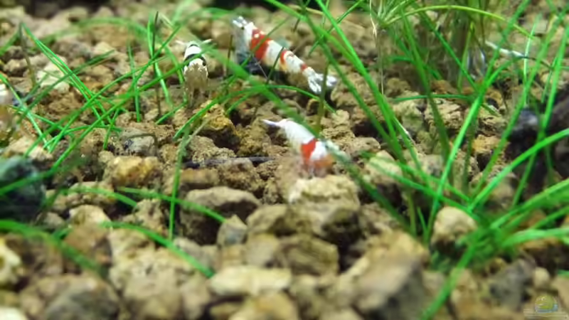 Besatz im Aquarium Becken 3497 von Dirk Tomhorst (11)