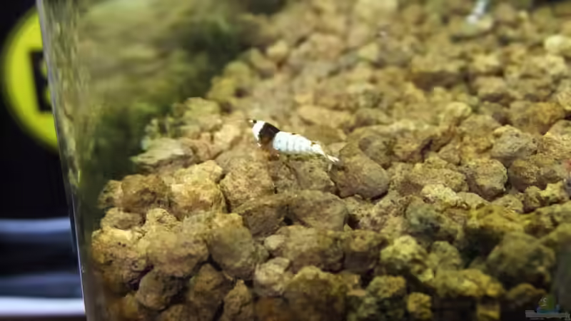 Besatz im Aquarium Becken 3497 von Dirk Tomhorst (13)