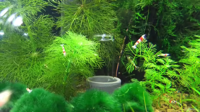 Besatz im Aquarium Becken 3497 von Dirk Tomhorst (16)