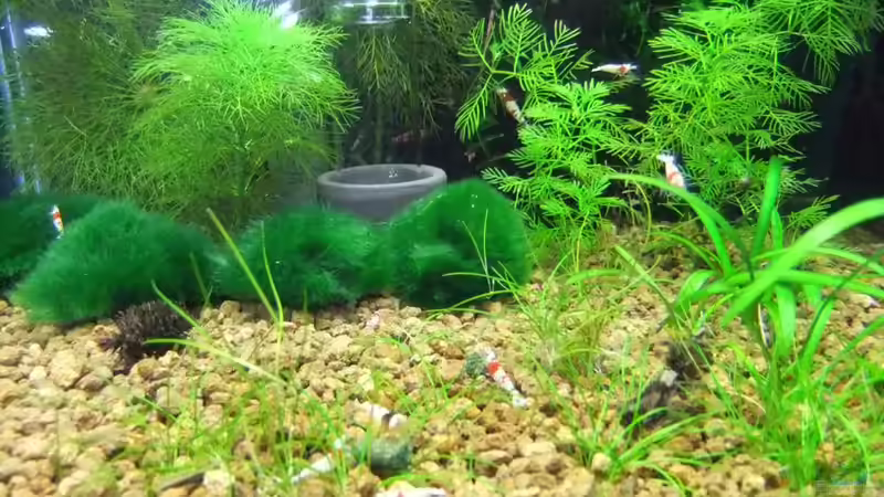 Besatz im Aquarium Becken 3497 von Dirk Tomhorst (17)