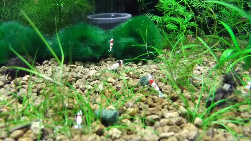 Besatz im Aquarium Becken 3497 von Dirk Tomhorst (18)