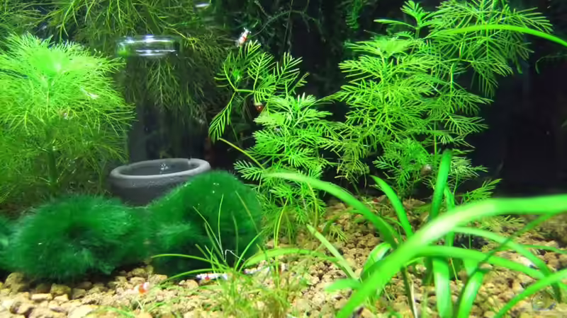 Besatz im Aquarium Becken 3497 von Dirk Tomhorst (19)