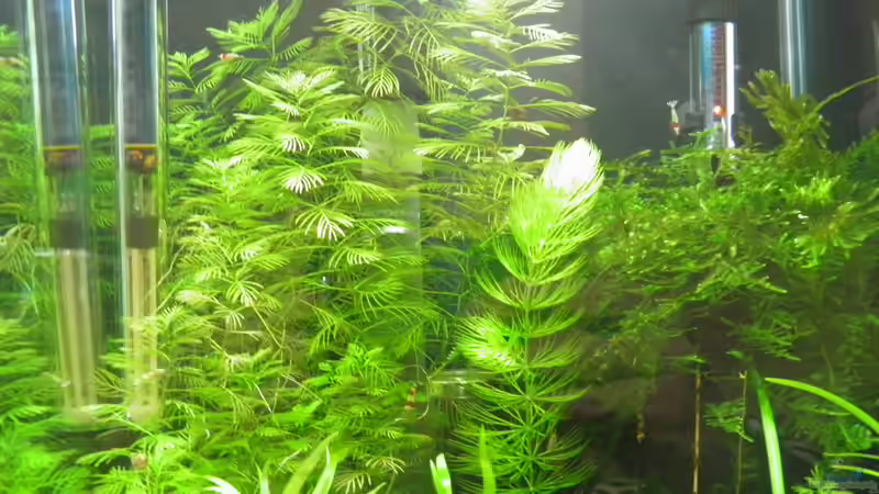 Besatz im Aquarium Becken 3497 von Dirk Tomhorst (21)