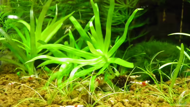 Besatz im Aquarium Becken 3497 von Dirk Tomhorst (22)