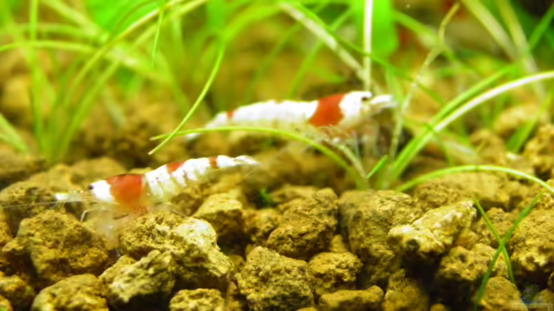 Besatz im Aquarium Becken 3497 von Dirk Tomhorst (23)