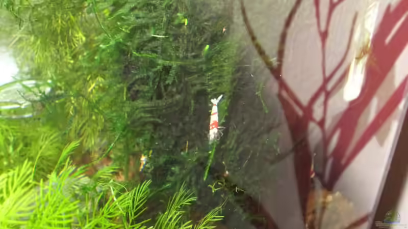 Besatz im Aquarium Becken 3497 von Dirk Tomhorst (9)