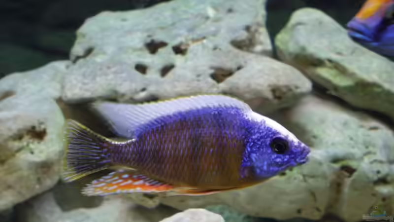 Besatz im Aquarium Becken 35 von Ribana Wolf-Sattler (7)