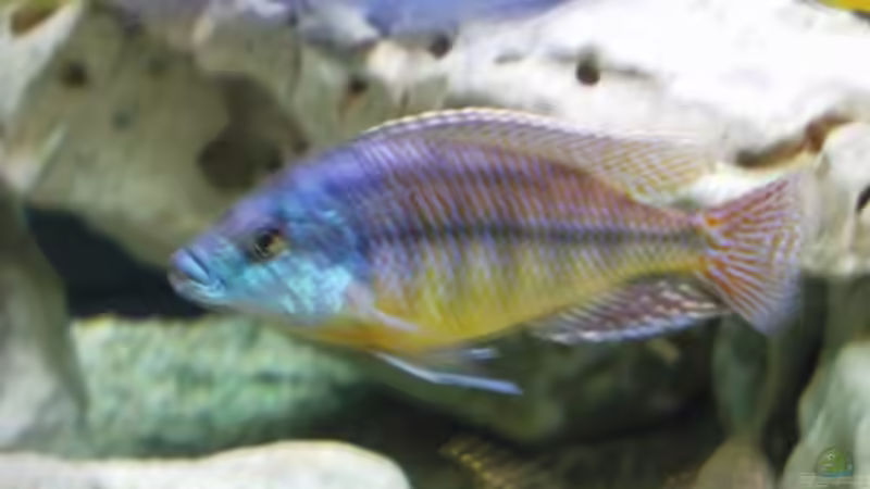 Besatz im Aquarium Becken 35 von Ribana Wolf-Sattler (8)