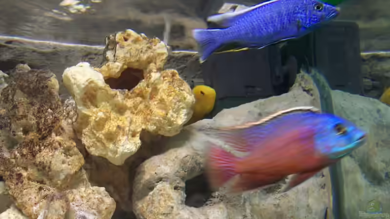 Besatz im Aquarium Becken 3500 von Stephan Ascher (31)