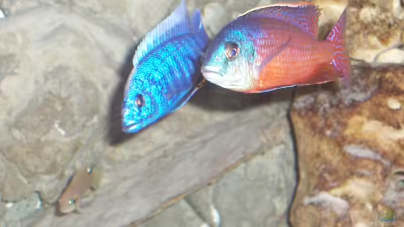 Besatz im Aquarium Becken 3500 von Stephan Ascher (36)