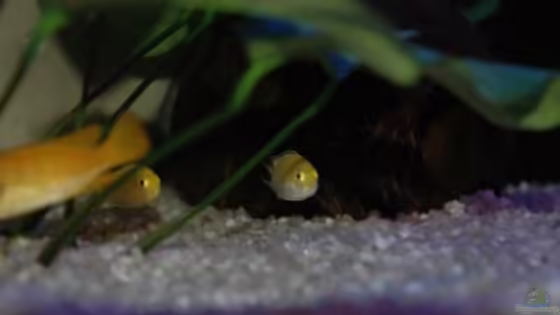 Besatz im Aquarium Becken 3501 von Franz König (4)