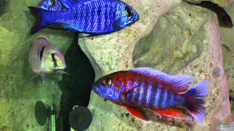 Besatz im Aquarium Becken 3501 von Franz König (5)