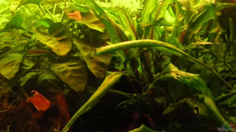 Besatz im Aquarium Becken 3502 von Christian Lange (5)