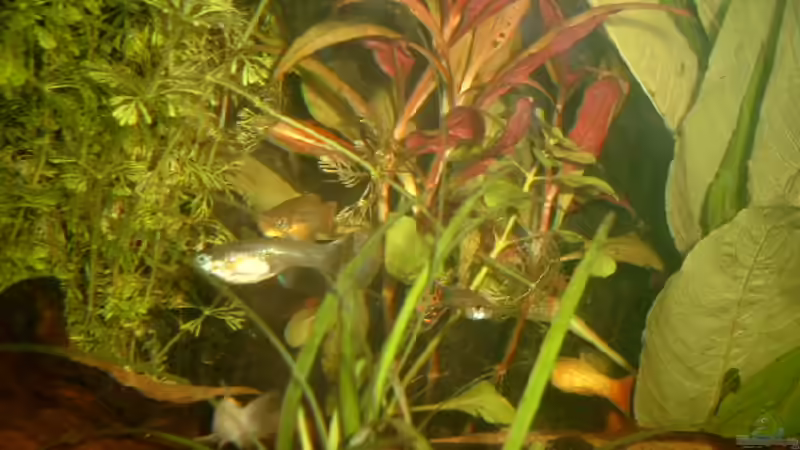 Besatz im Aquarium Becken 3509 von Sean & Fynn (14)