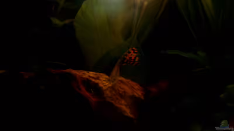 Besatz im Aquarium Becken 3509 von Sean & Fynn (15)