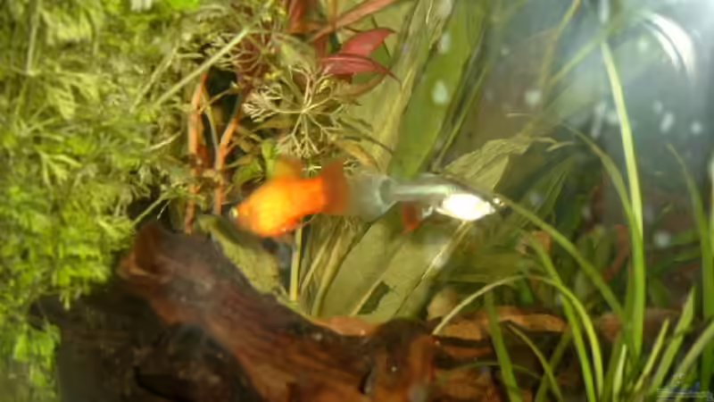 Besatz im Aquarium Becken 3509 von Sean & Fynn (16)