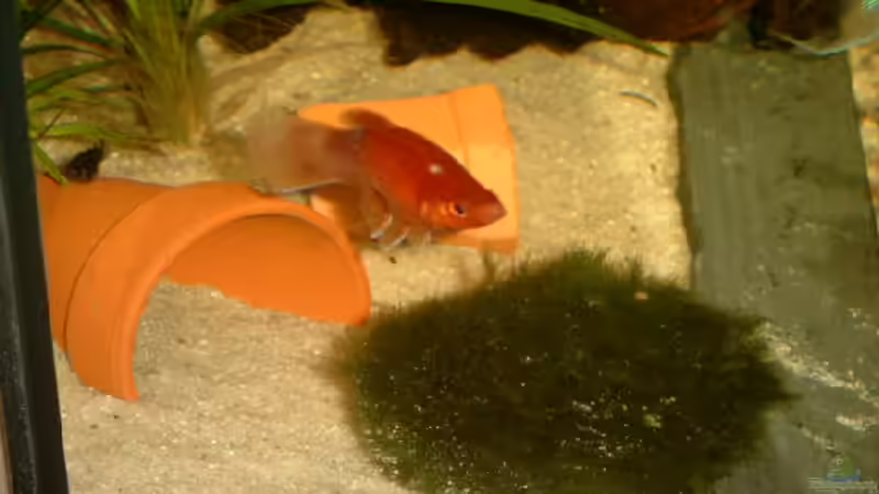 Besatz im Aquarium Becken 3509 von Sean & Fynn (19)