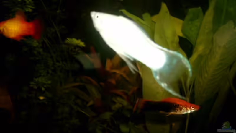 Besatz im Aquarium Becken 3509 von Sean & Fynn (20)