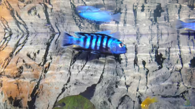 Besatz im Aquarium Becken 3512 von Marcel Hoppe (10)