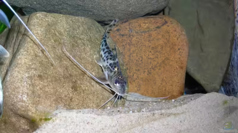 Besatz im Aquarium Becken 3512 von Marcel Hoppe (11)