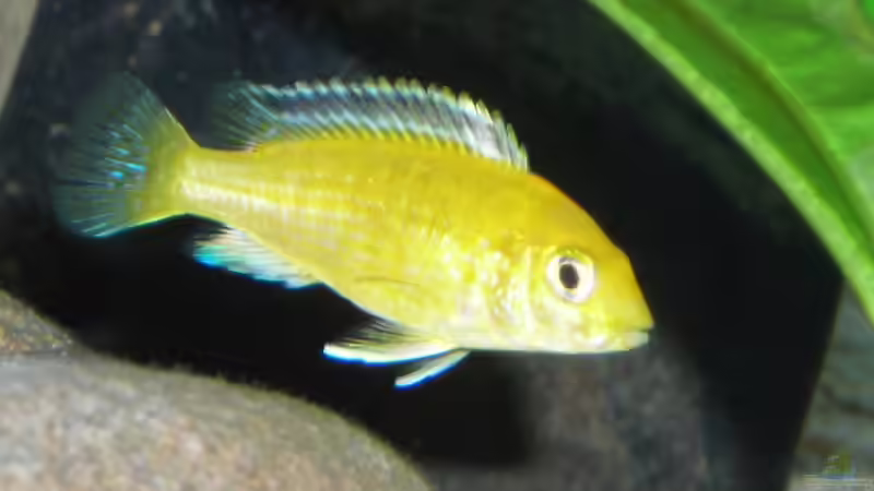 Besatz im Aquarium Becken 3512 von Marcel Hoppe (12)