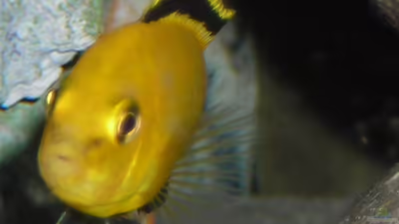 Besatz im Aquarium Becken 3512 von Marcel Hoppe (13)